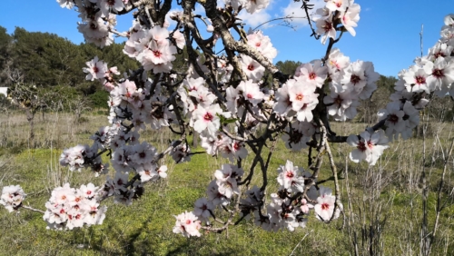 Flor almendro recortada IMG_20190206_142652